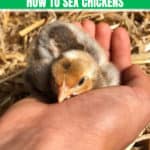 How to Sex Chickens: 6 Ways to Determine Hen Or Rooster