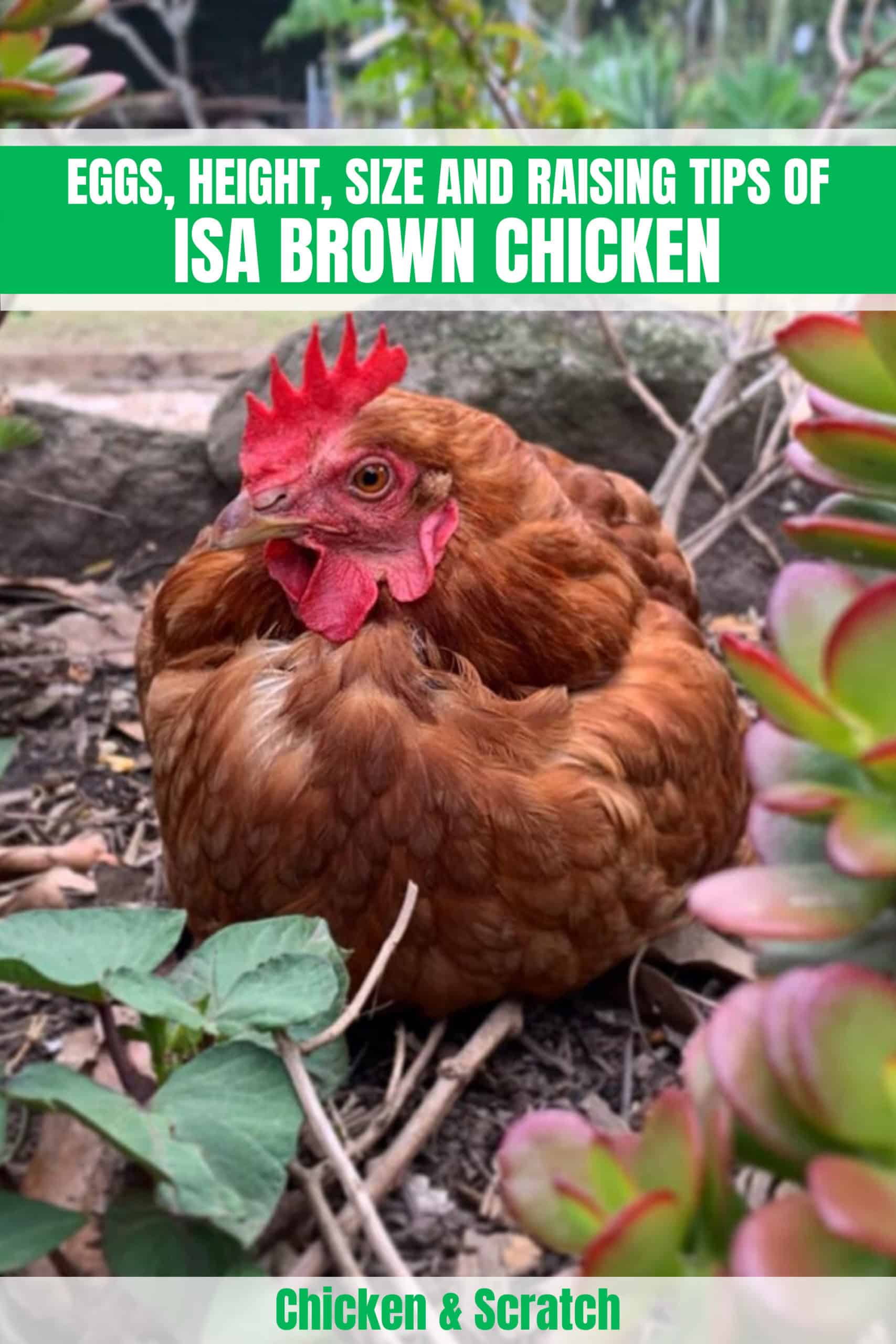 isa red chickens