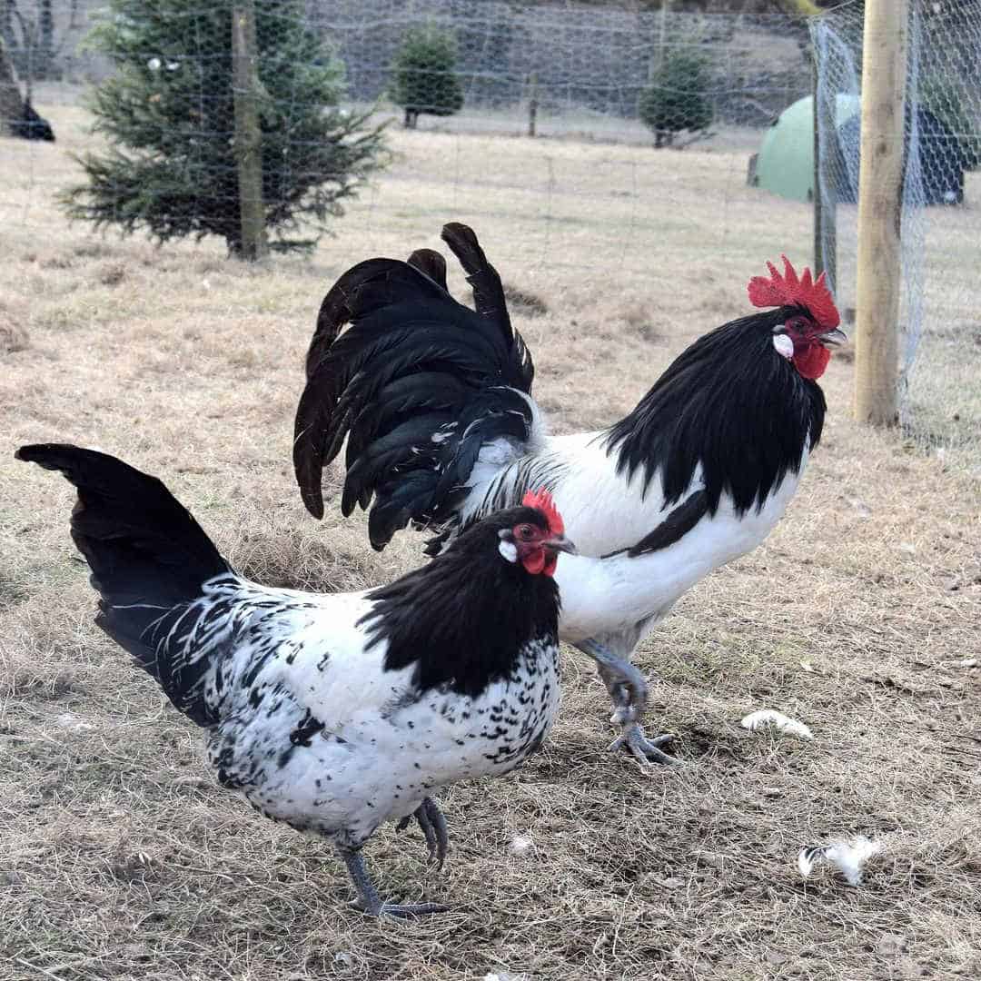 lakenvelder chicken Health Issues and Care