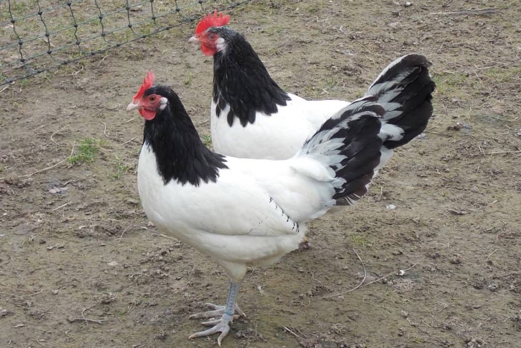 lakenvelder chickens