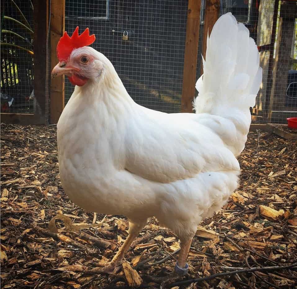 Brown Leghorn Chickens