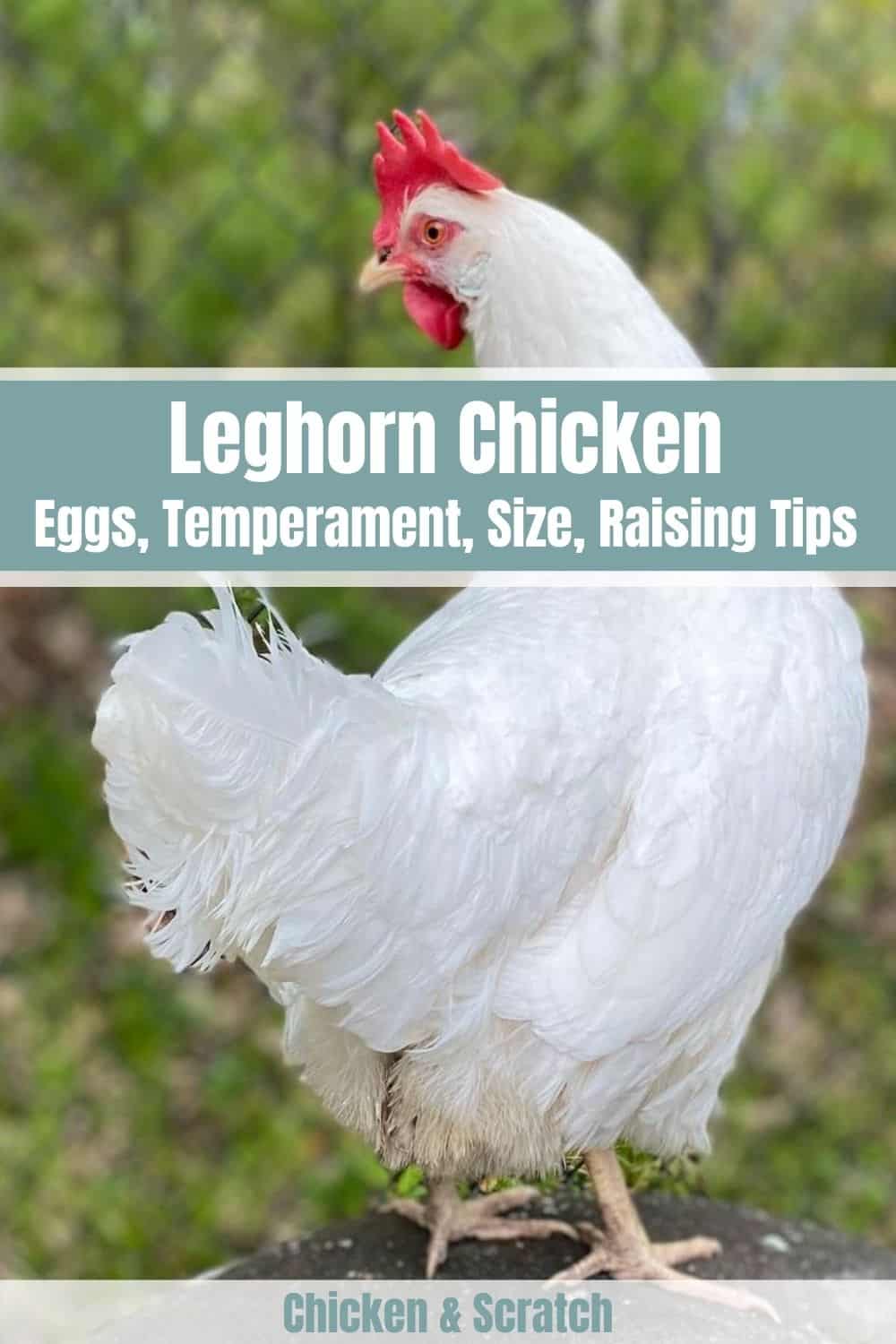 leghorn chicken hen