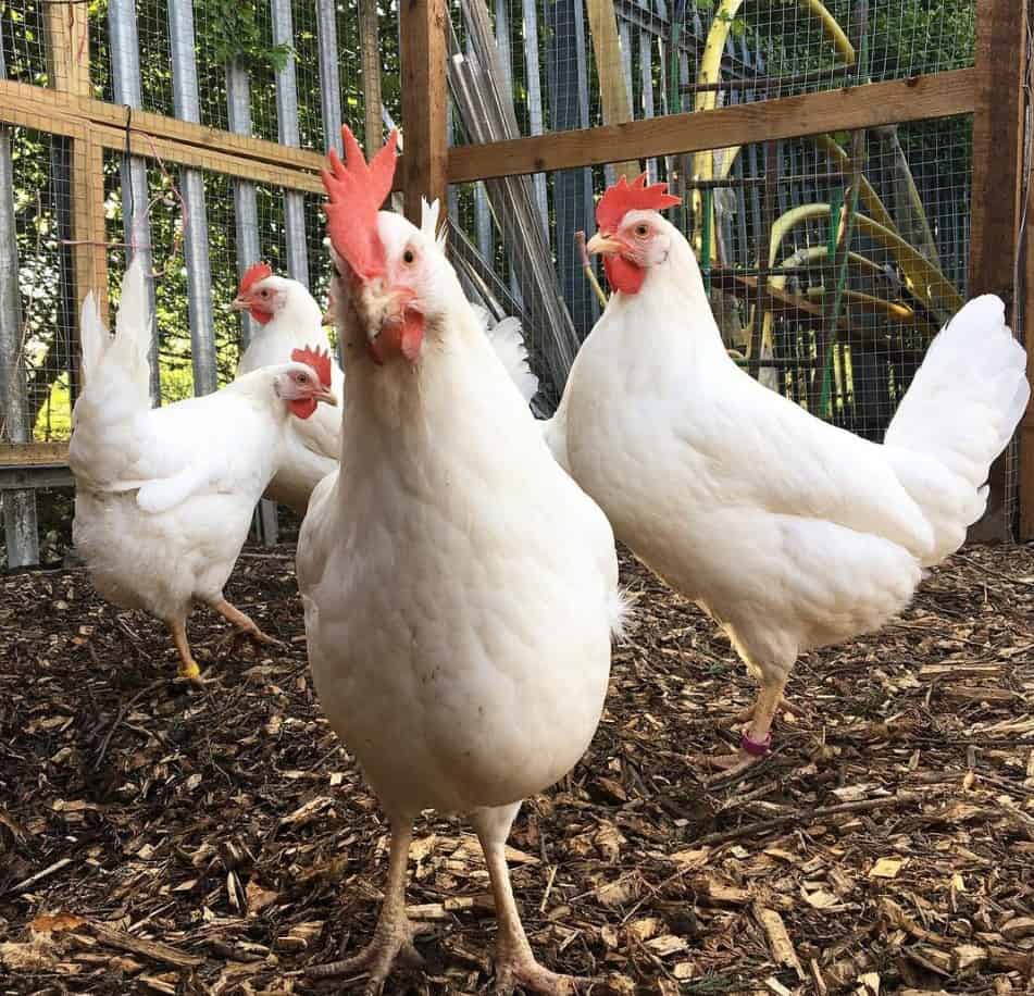 leghorn hen