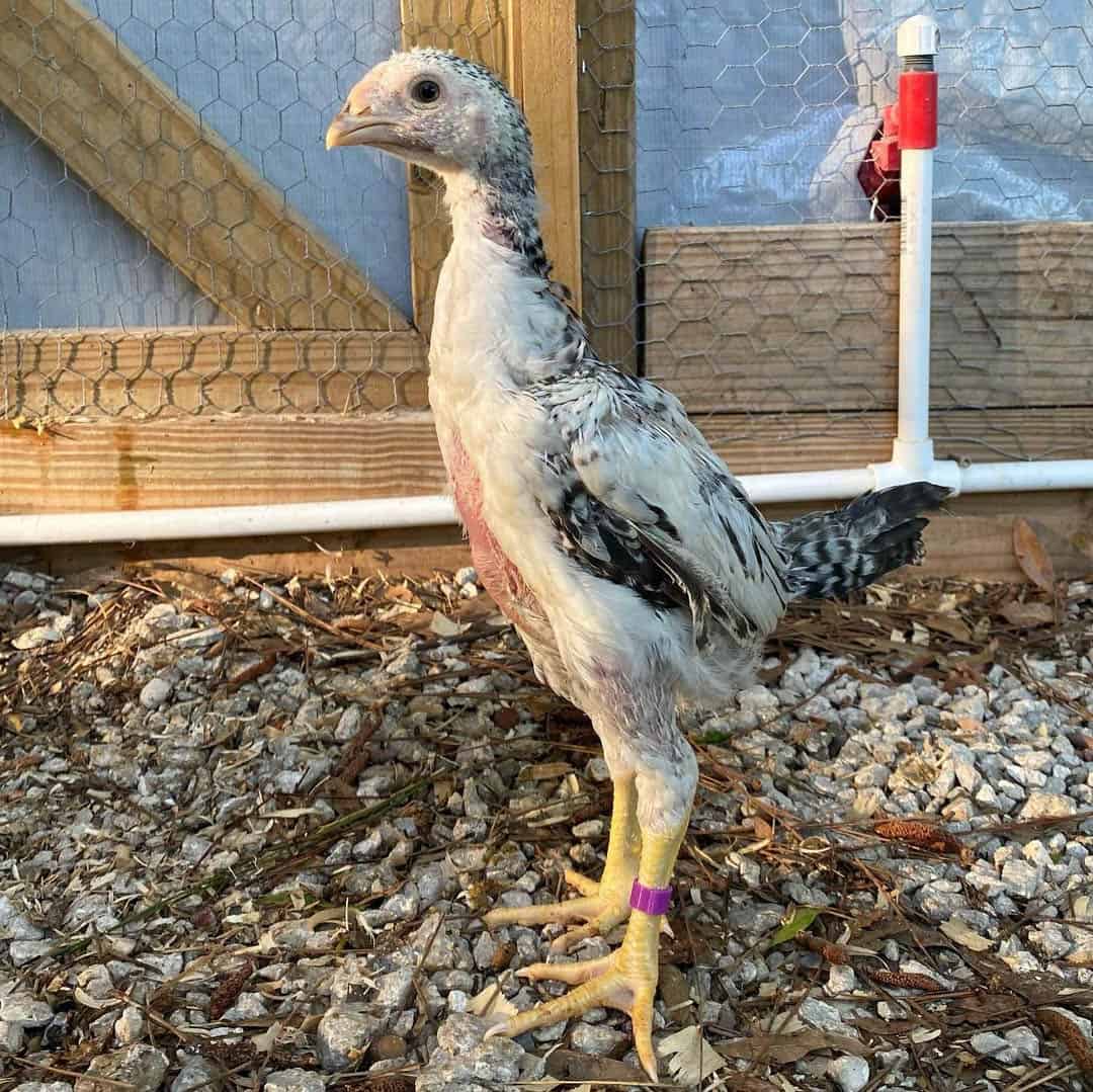 malay chicken breed