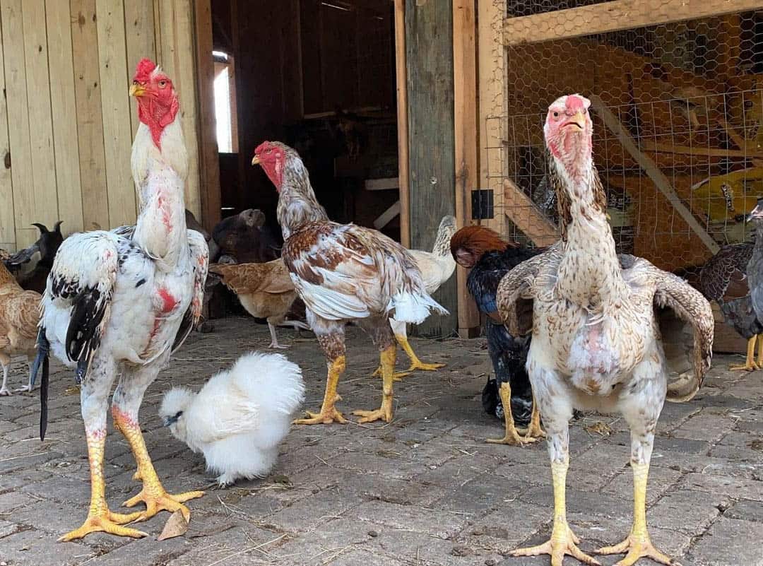 malay chicken breeders