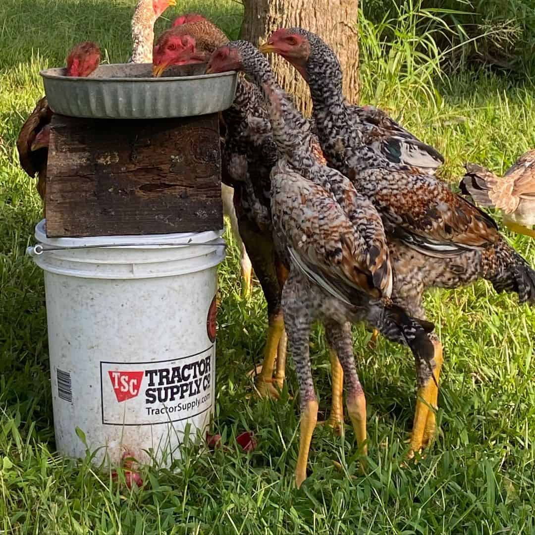 malay chicken for sale