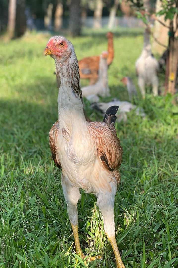 Malay Chicken Eggs