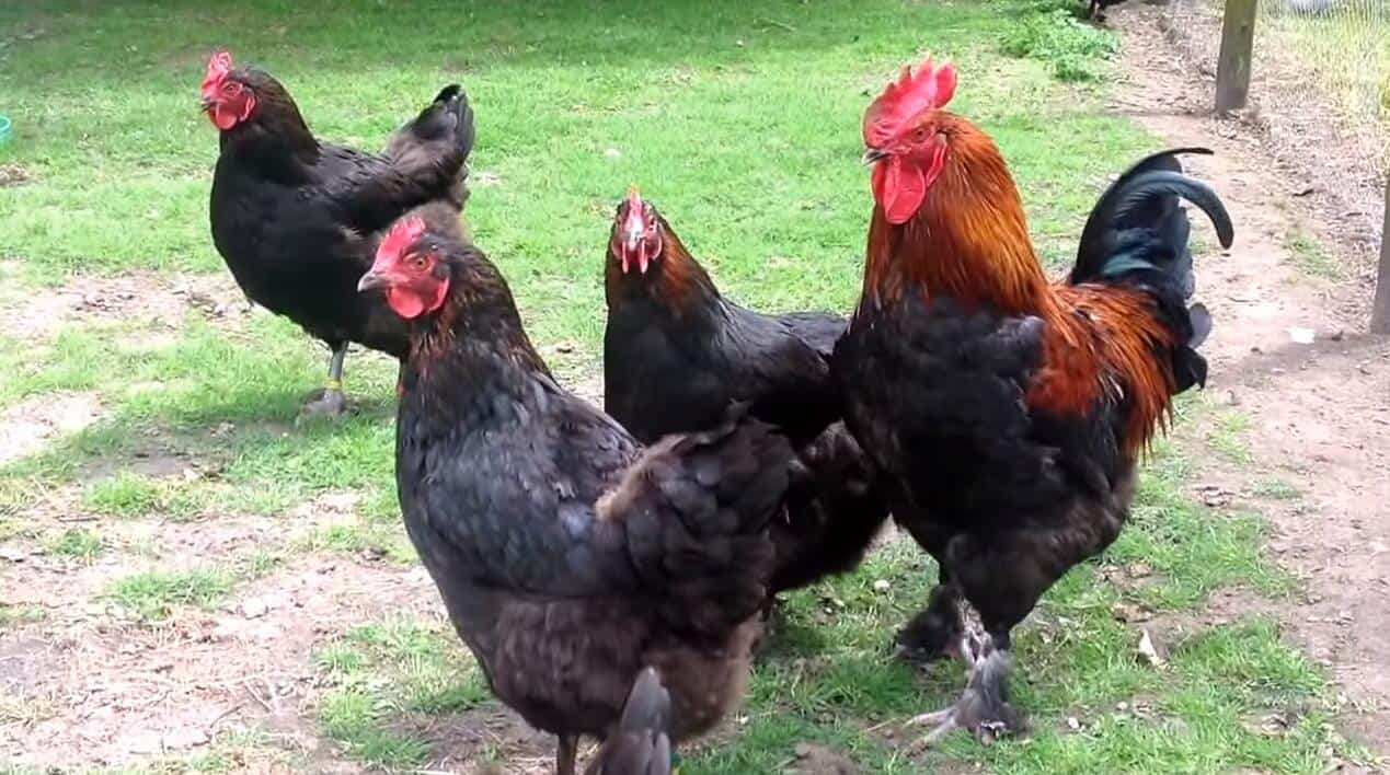 marans chickens