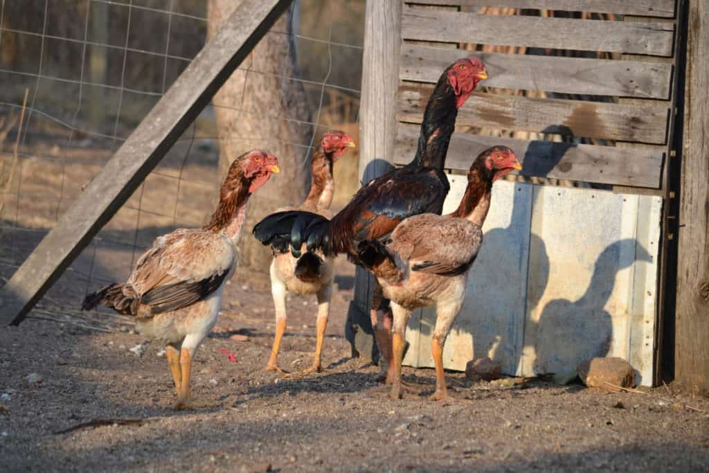 maylay chickens