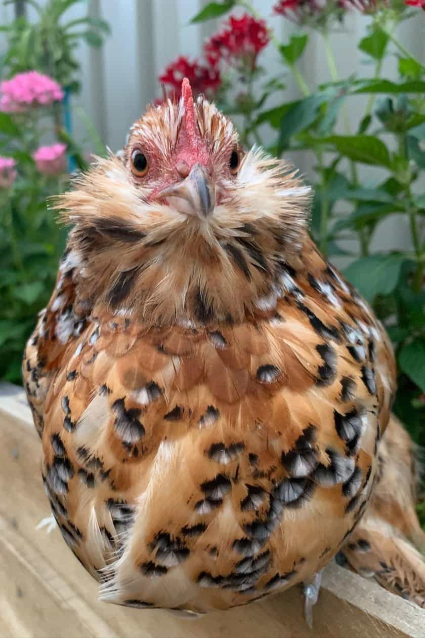 mille fleur d uccle bantam