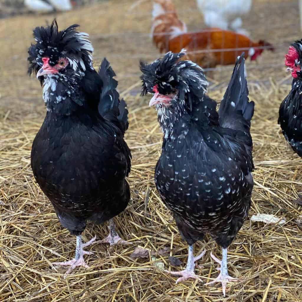 mottled houdan chicken