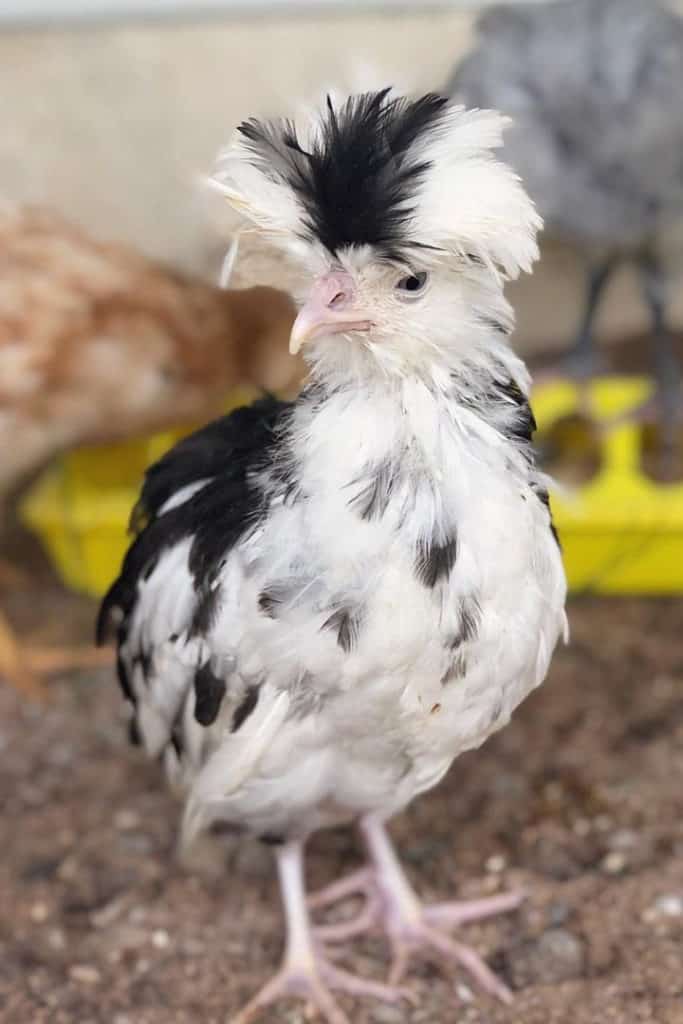 6 Rare Exotic Mottled Houdan Chicken Hatching Eggs 