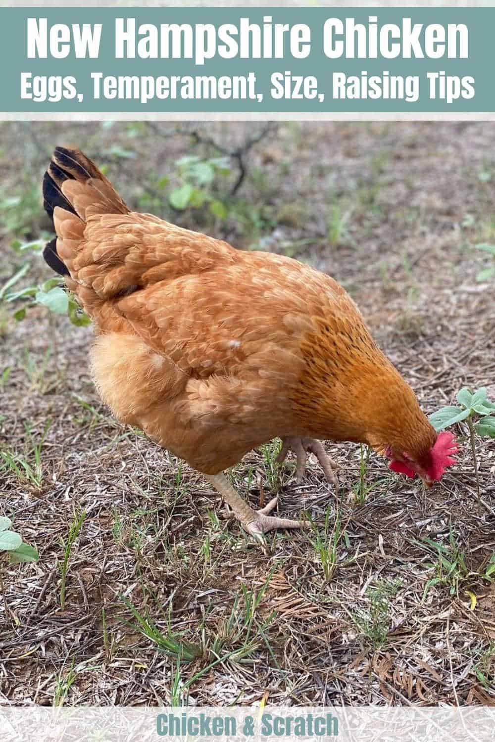 new hampshire red chicken pictures