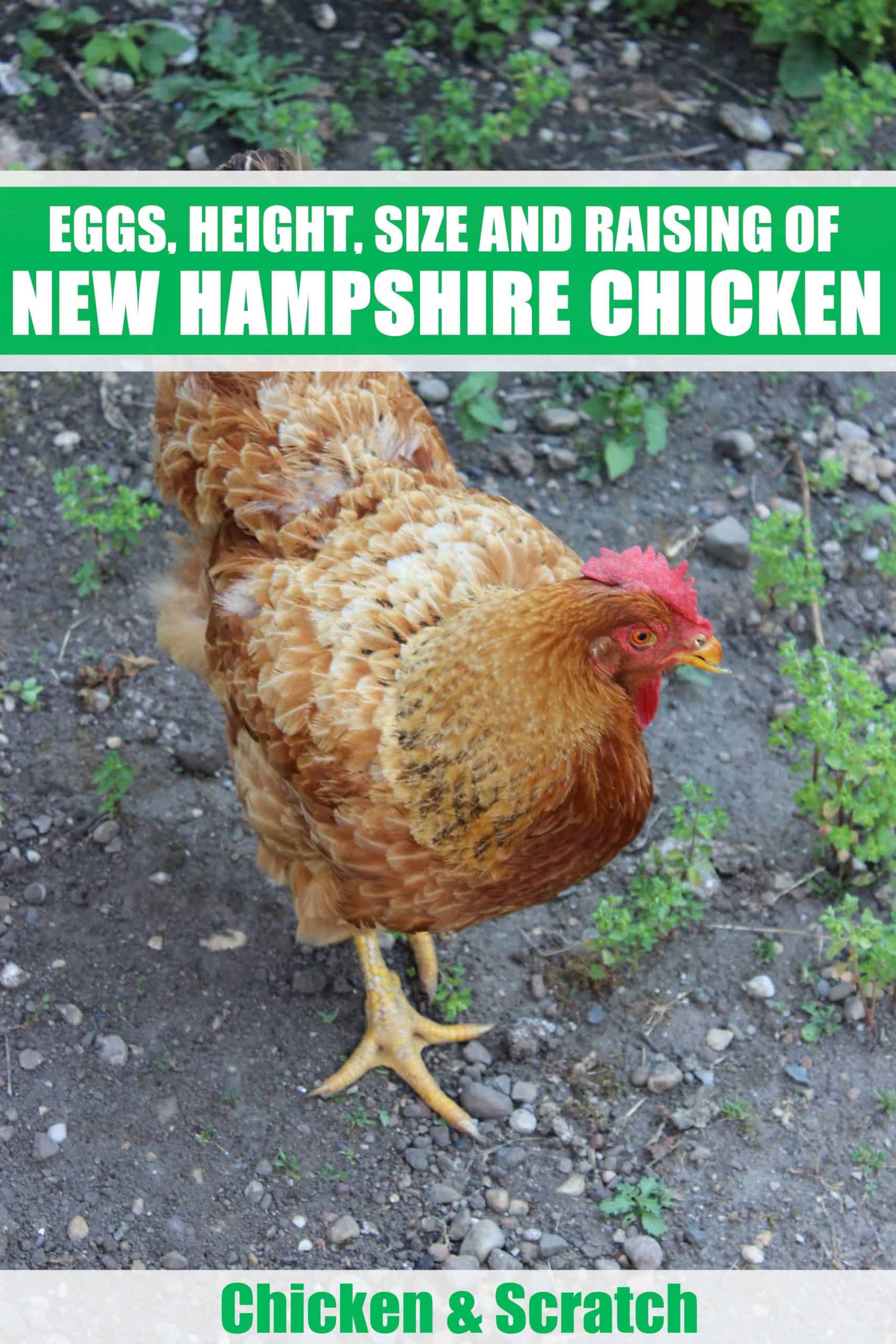 new hampshire red