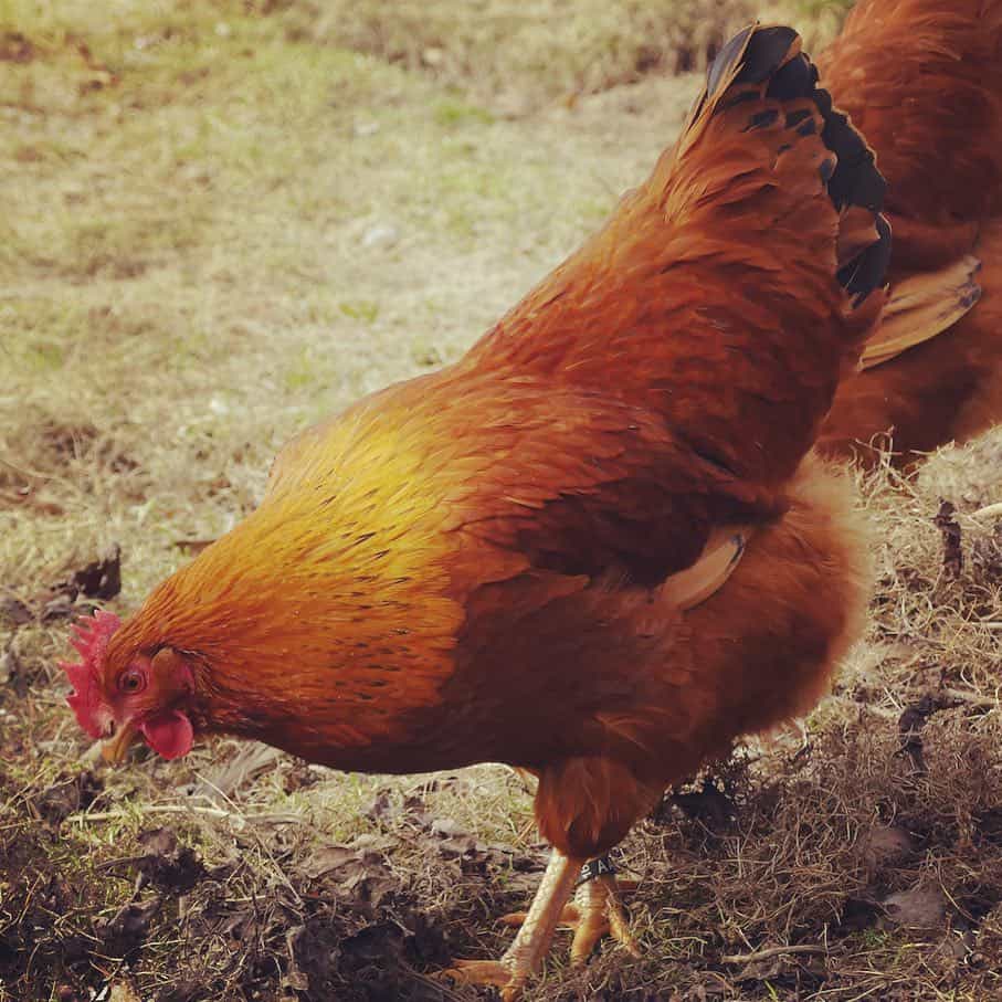 new hampshire rooster