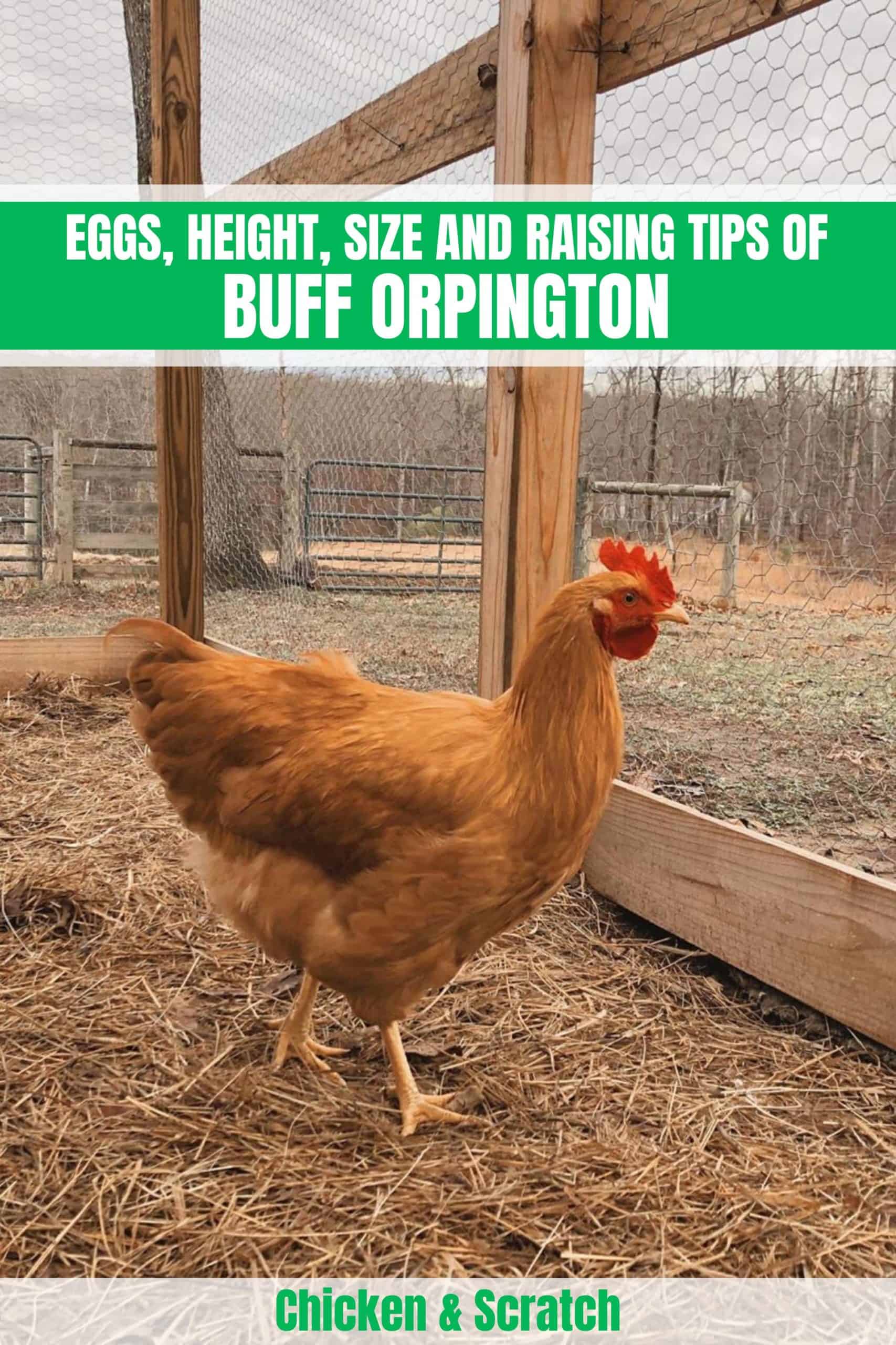 orpington chickens