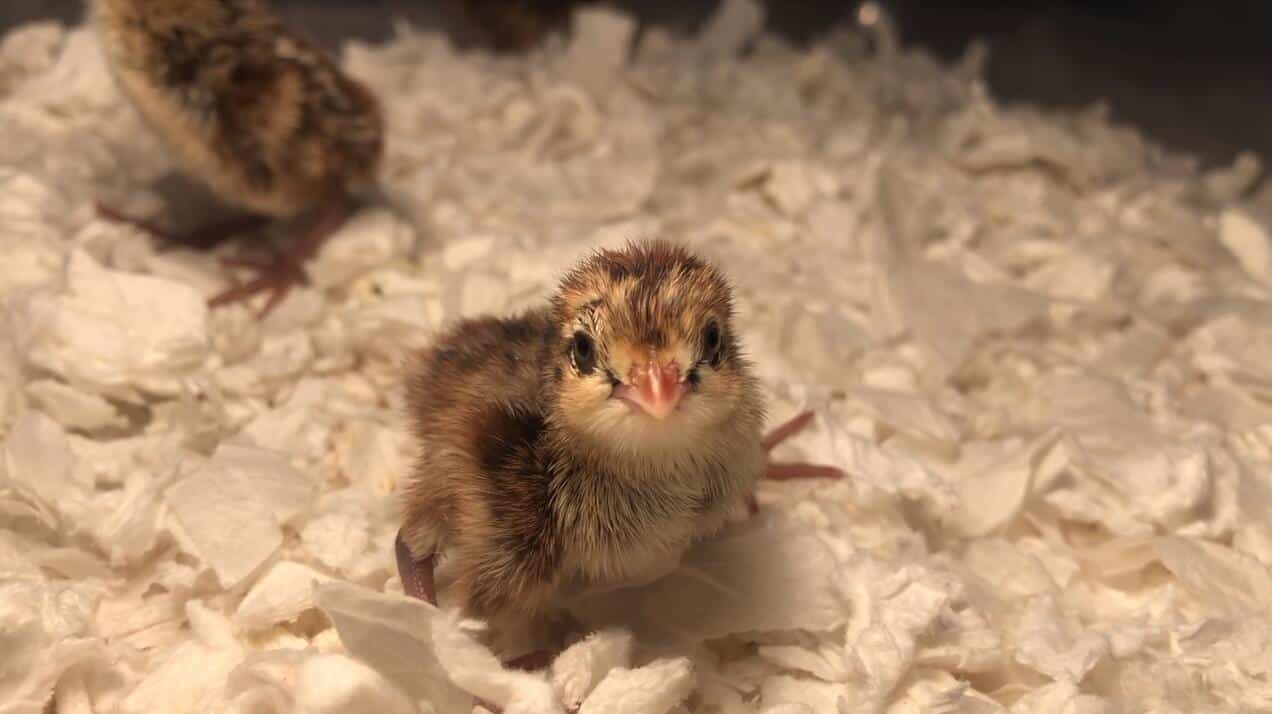 quail egg hatching temperature