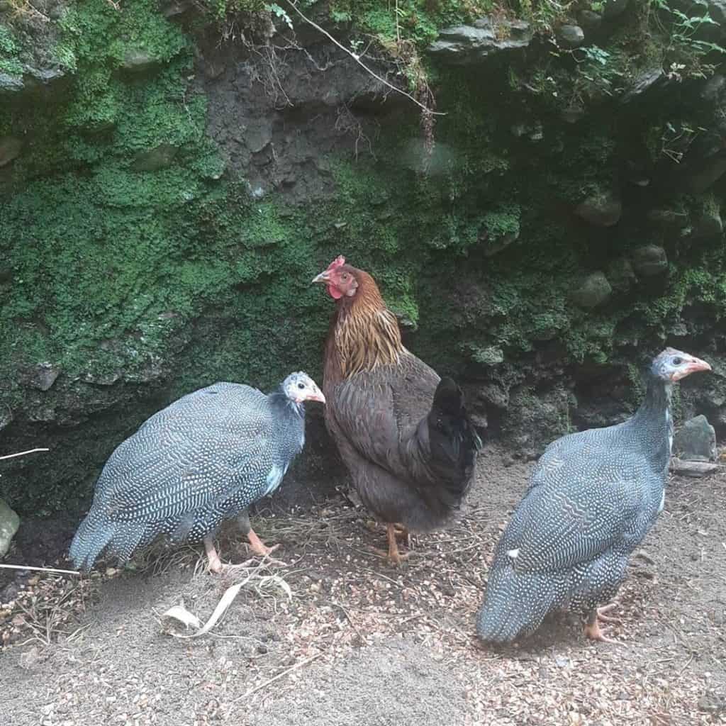 raising guinea fowl