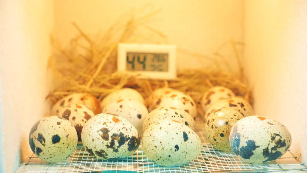 incubating quail eggs