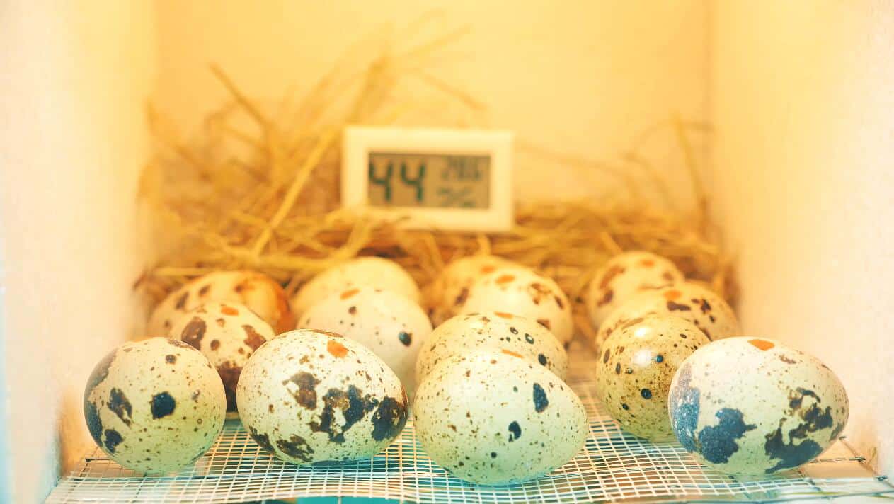 10 Tips on Quail Eggs – Beginner's