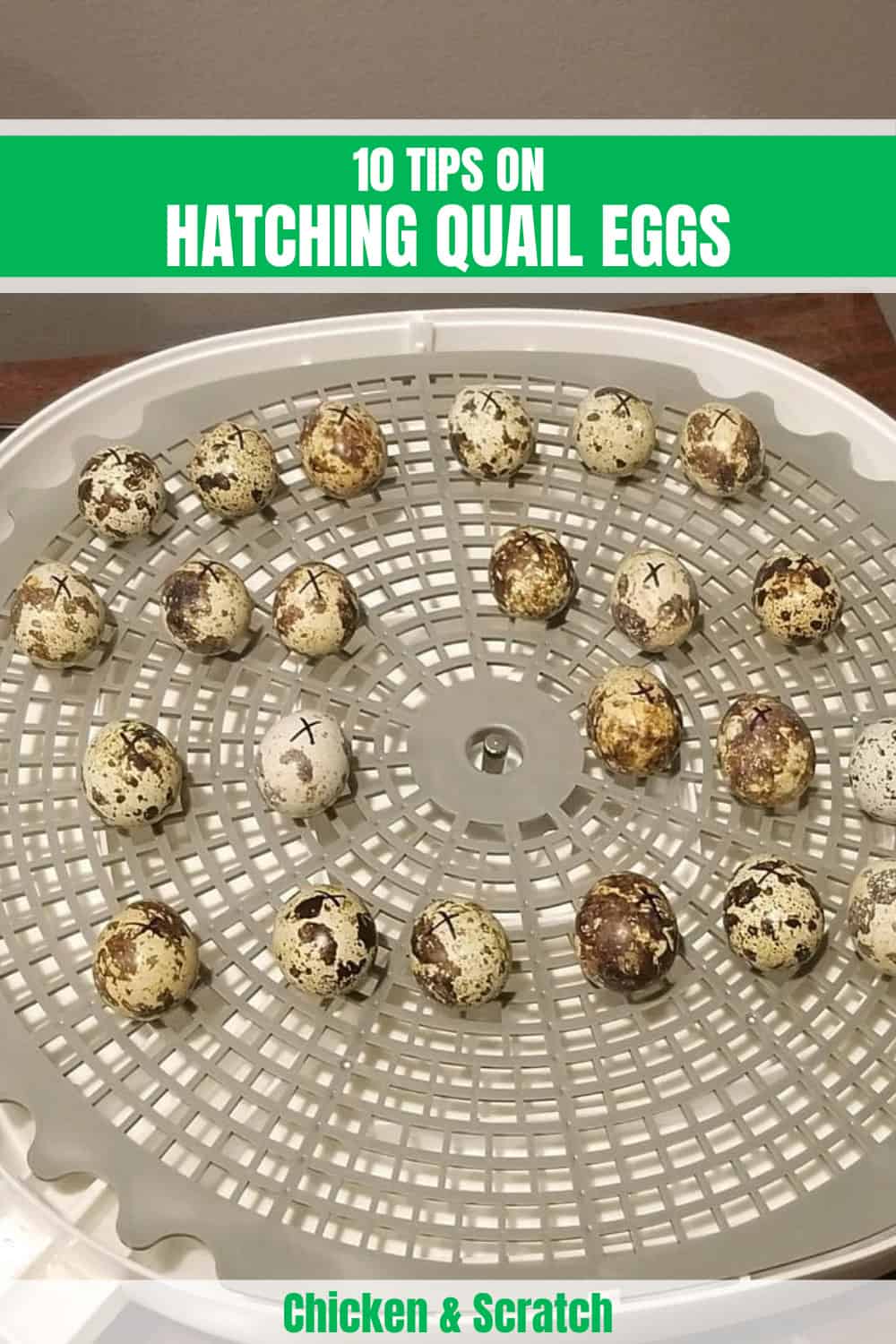 Quail Egg Incubation Chart