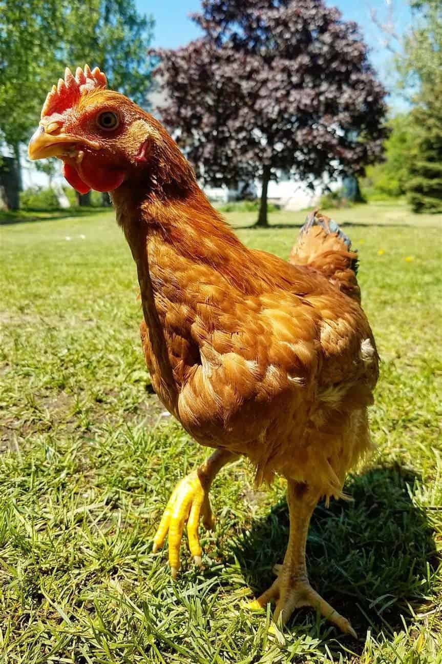 ranger chicken