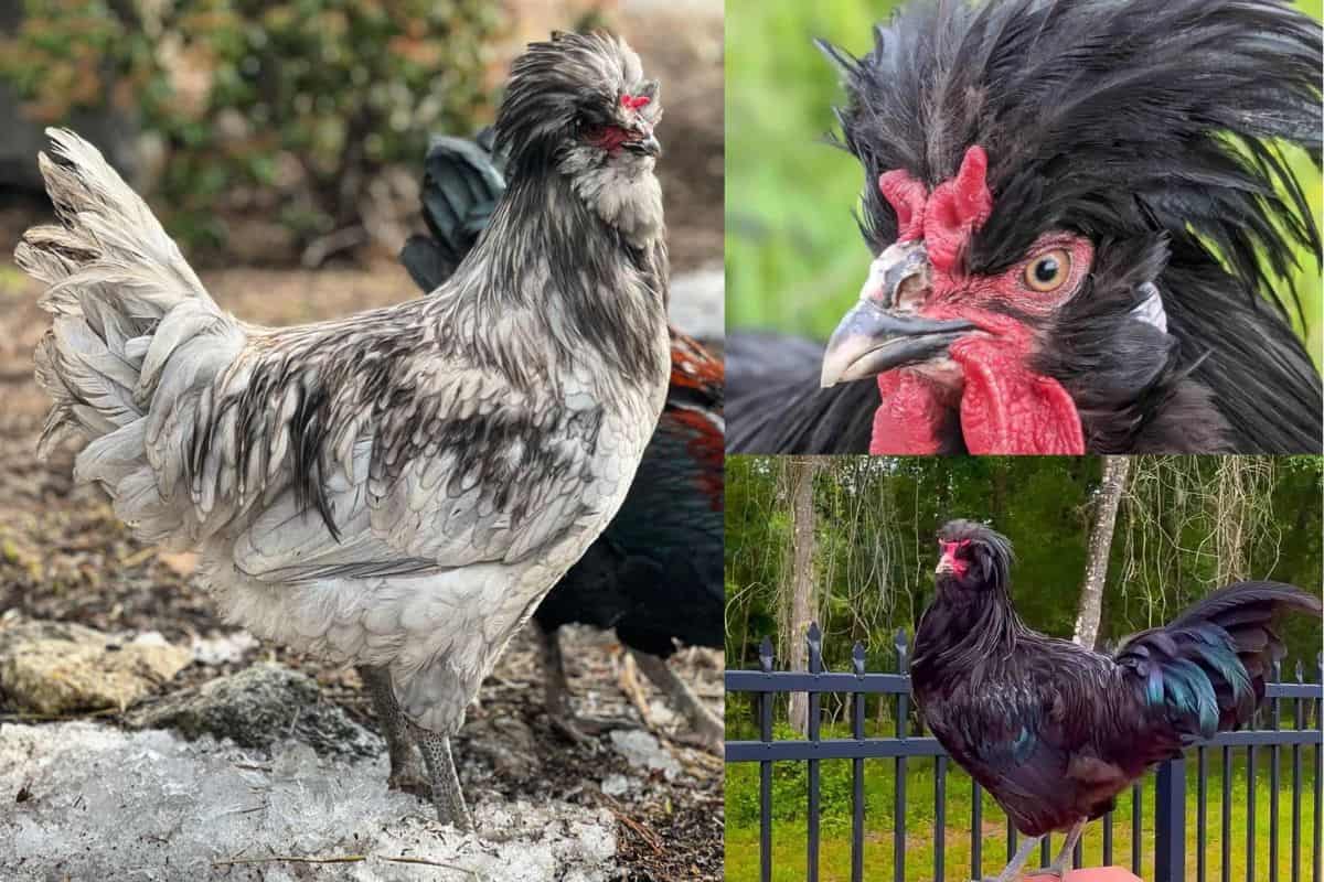 rare Crevecoeur Chicken
