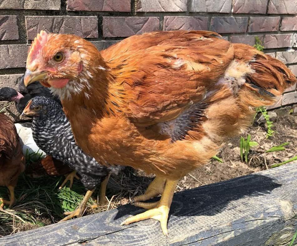 Red Ranger Chickens