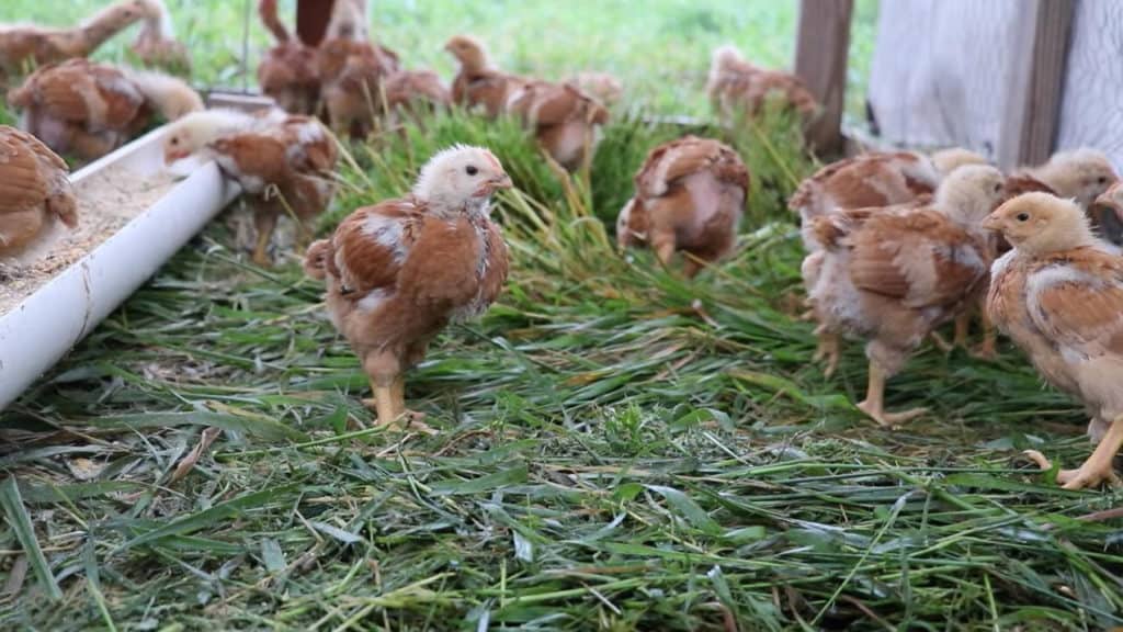 red rangers chickens