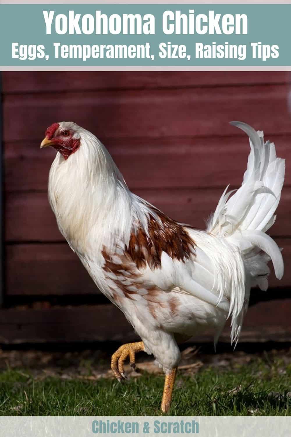 red shoulder yokohama chickens