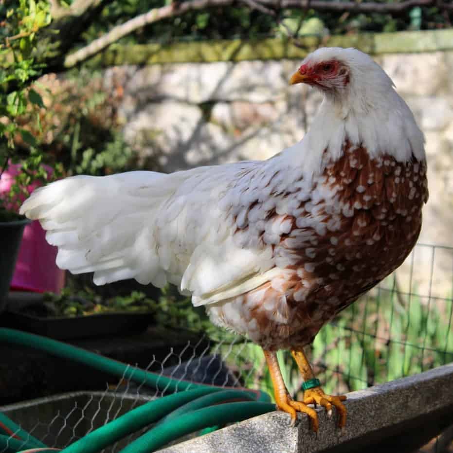 red shouldered yokohama chicken