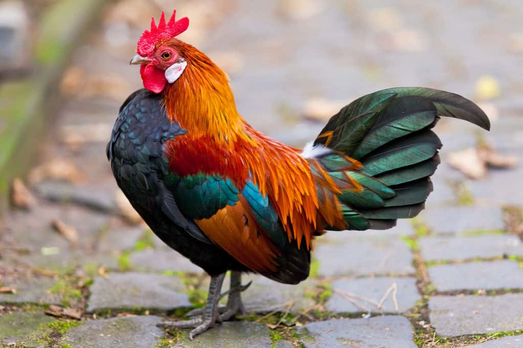 Download Top 11 Types Of Roosters For Your Flock