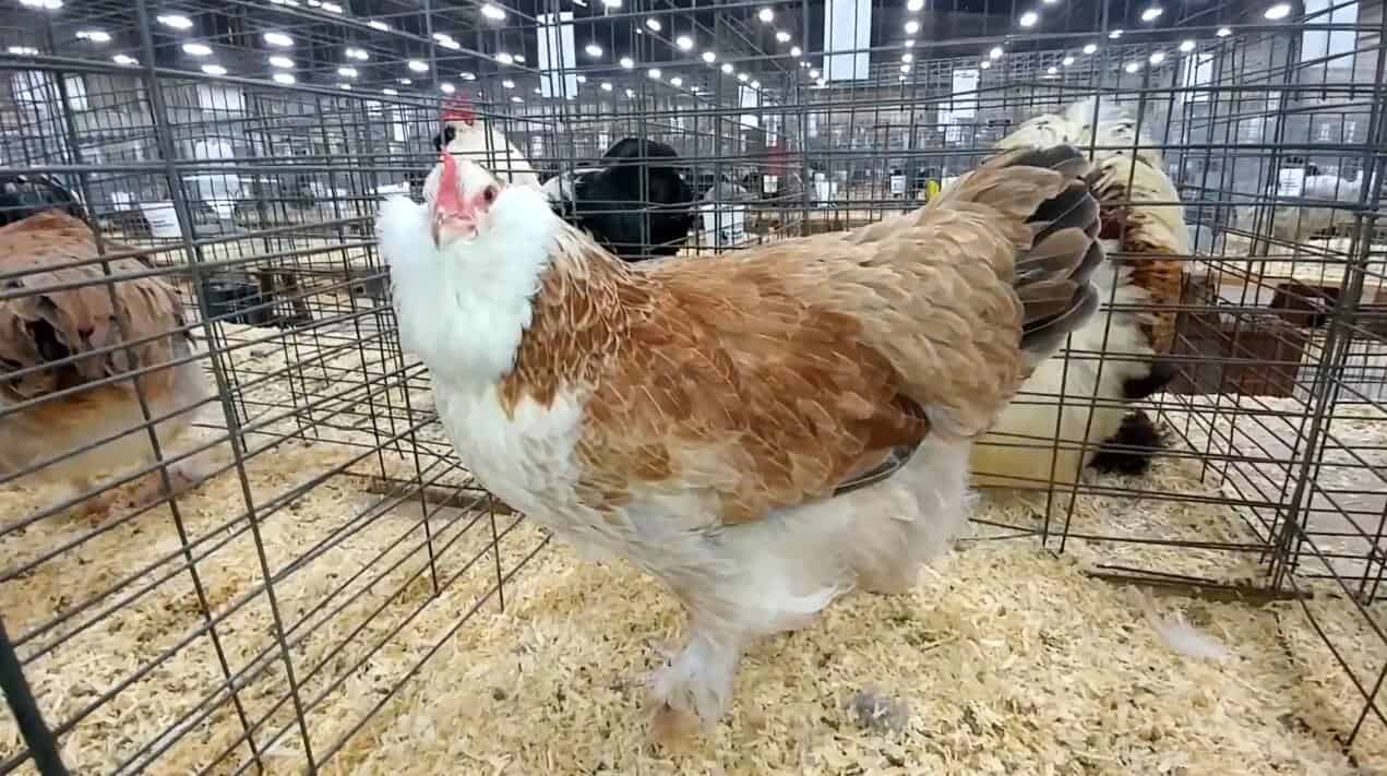 Salmon Faverolle Eggs, Height, Size and Raising Tips