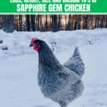 Sapphire gem Chicken: Eggs, Height, Size and Raising Tips