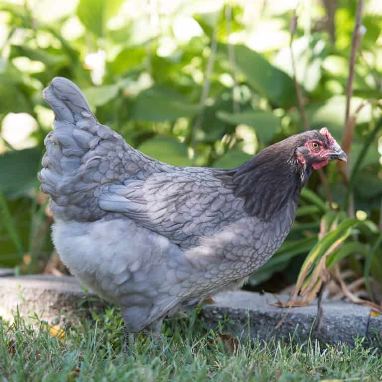 Sapphire Gem Chicken Eggs Temperament Size And More   Sapphire Gem Chicken 768x768 