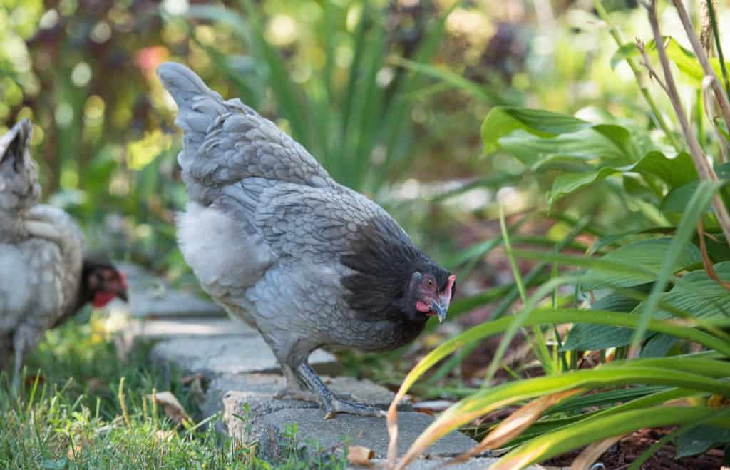 sapphire gem chickens