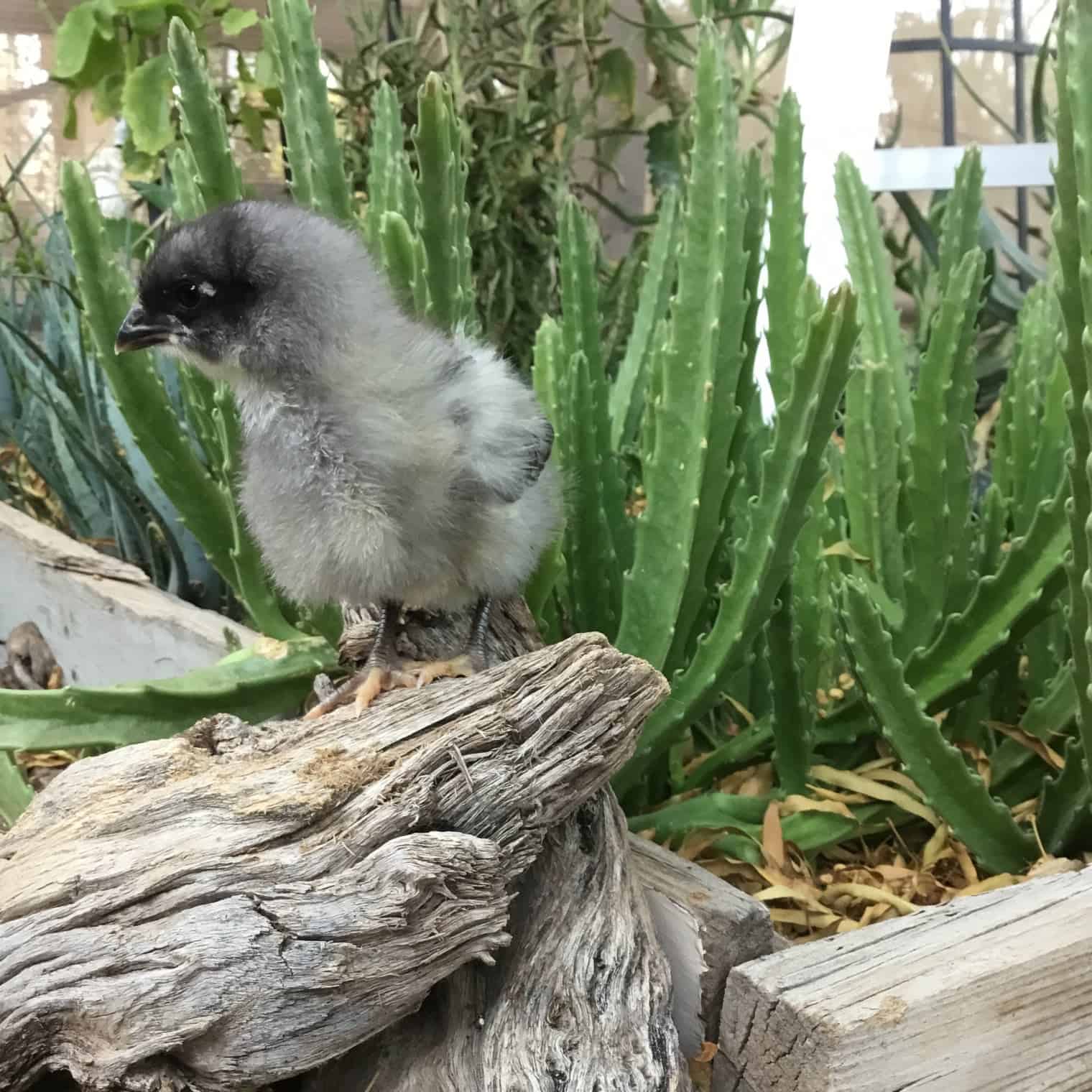 sapphire gems chickens