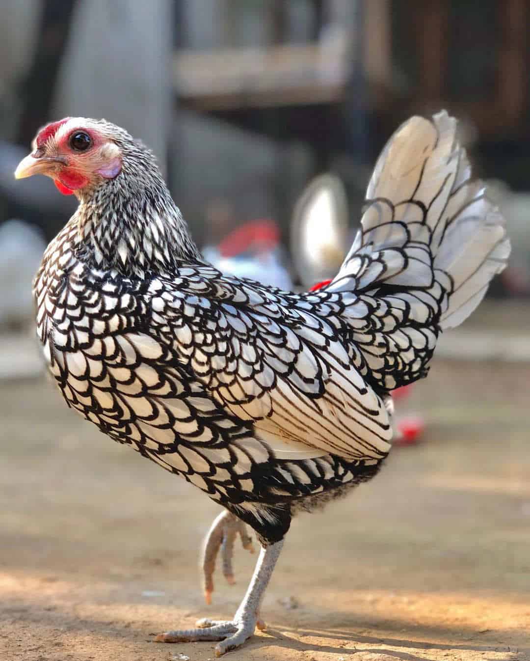 sebright chicken