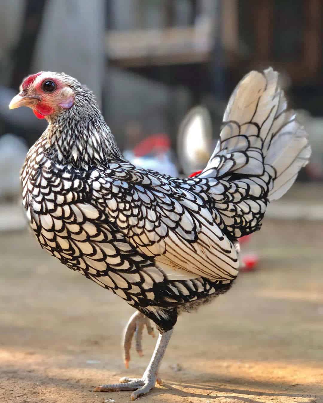 Sebright Chicken Eggs Height Size And Raising Tips