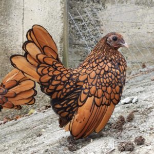 Sebright Chicken: Eggs, Height, Size and Raising Tips