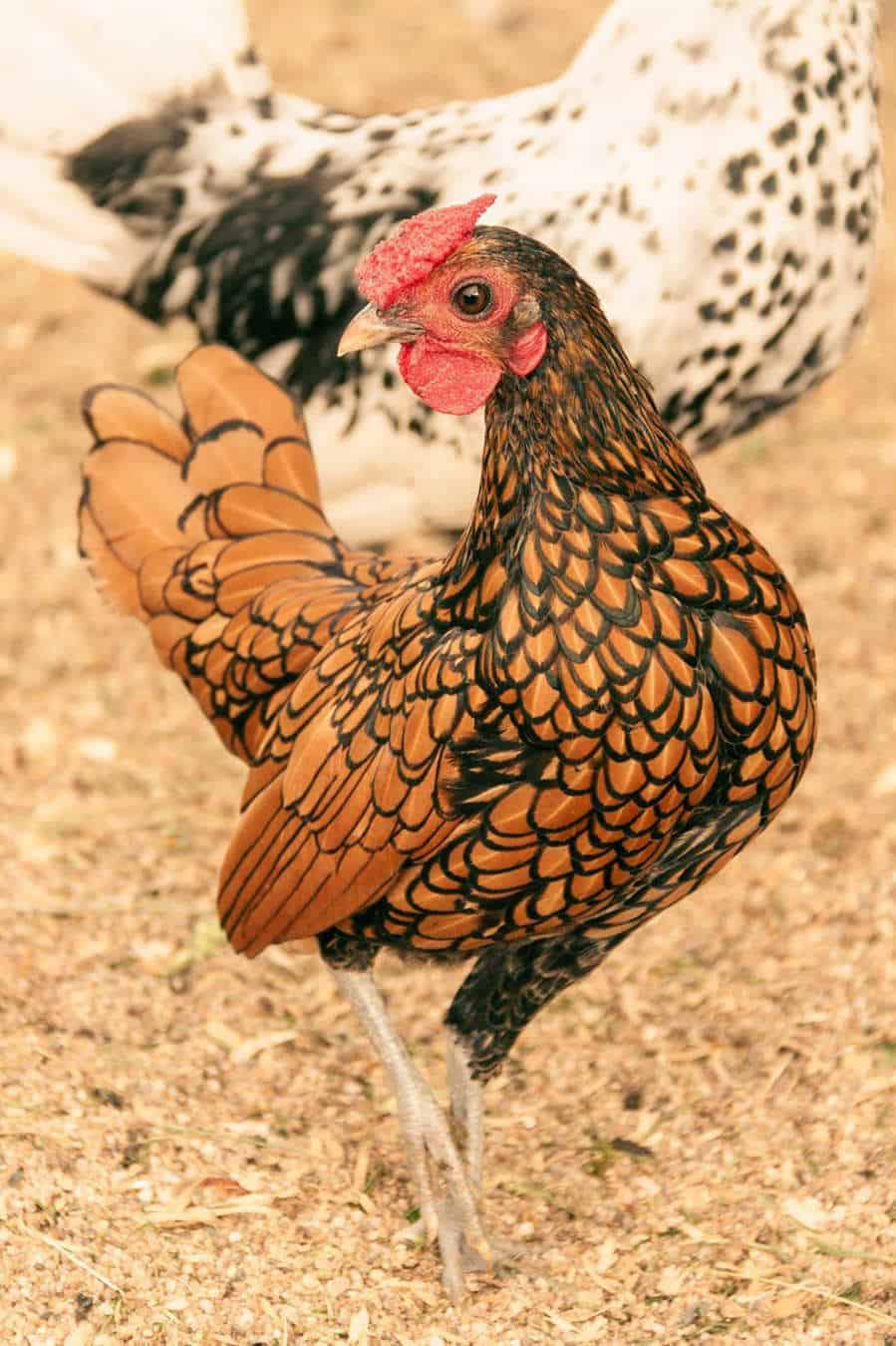 sebright chickens