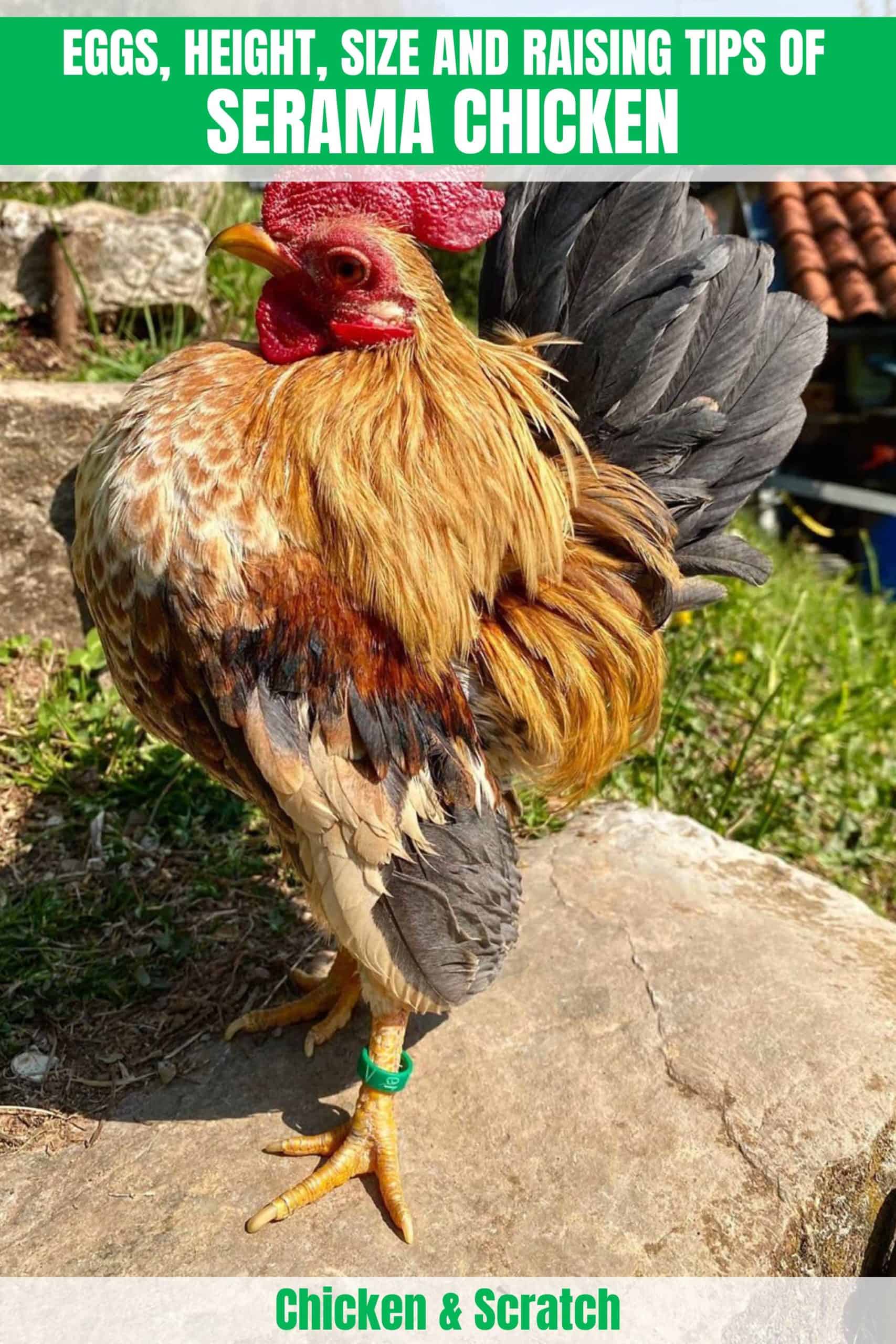 white serama chickens