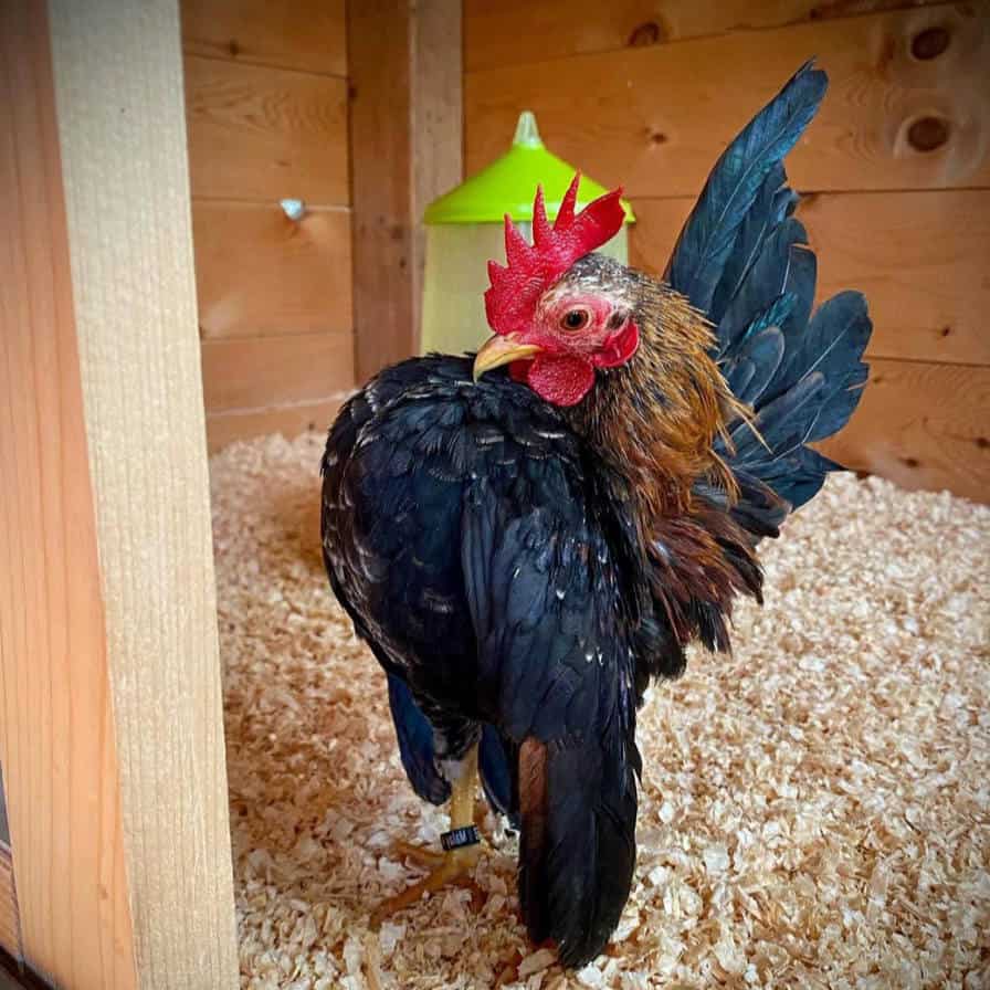 Details about   Malaysian Serama chicken hatching eggs 6 Possible Frizzle