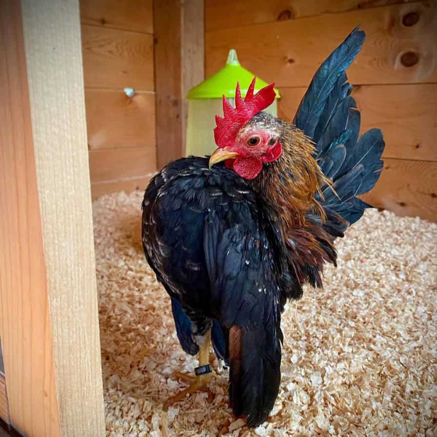 Serama Chicken Female