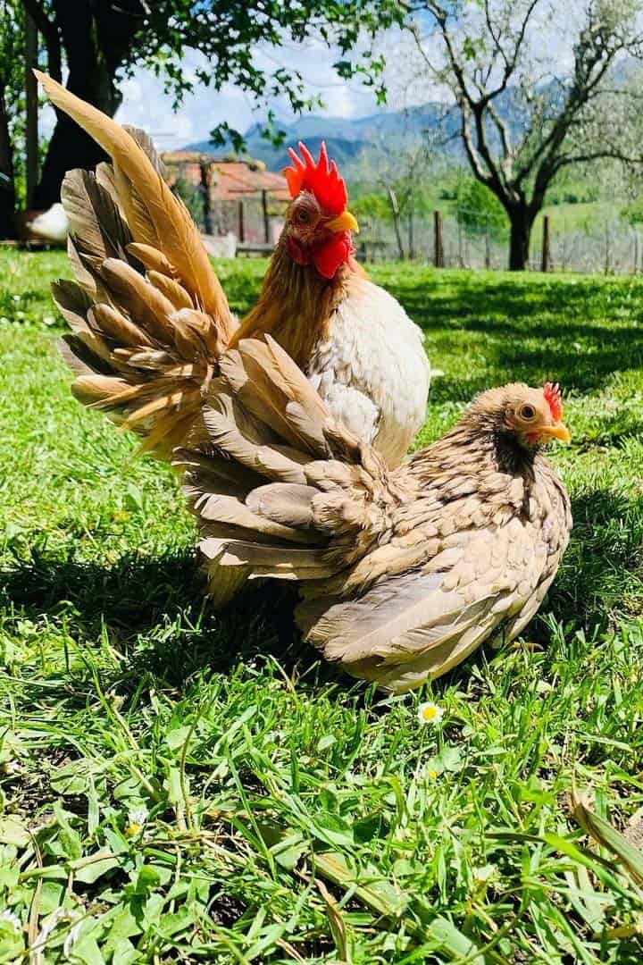 serama chickens for sale