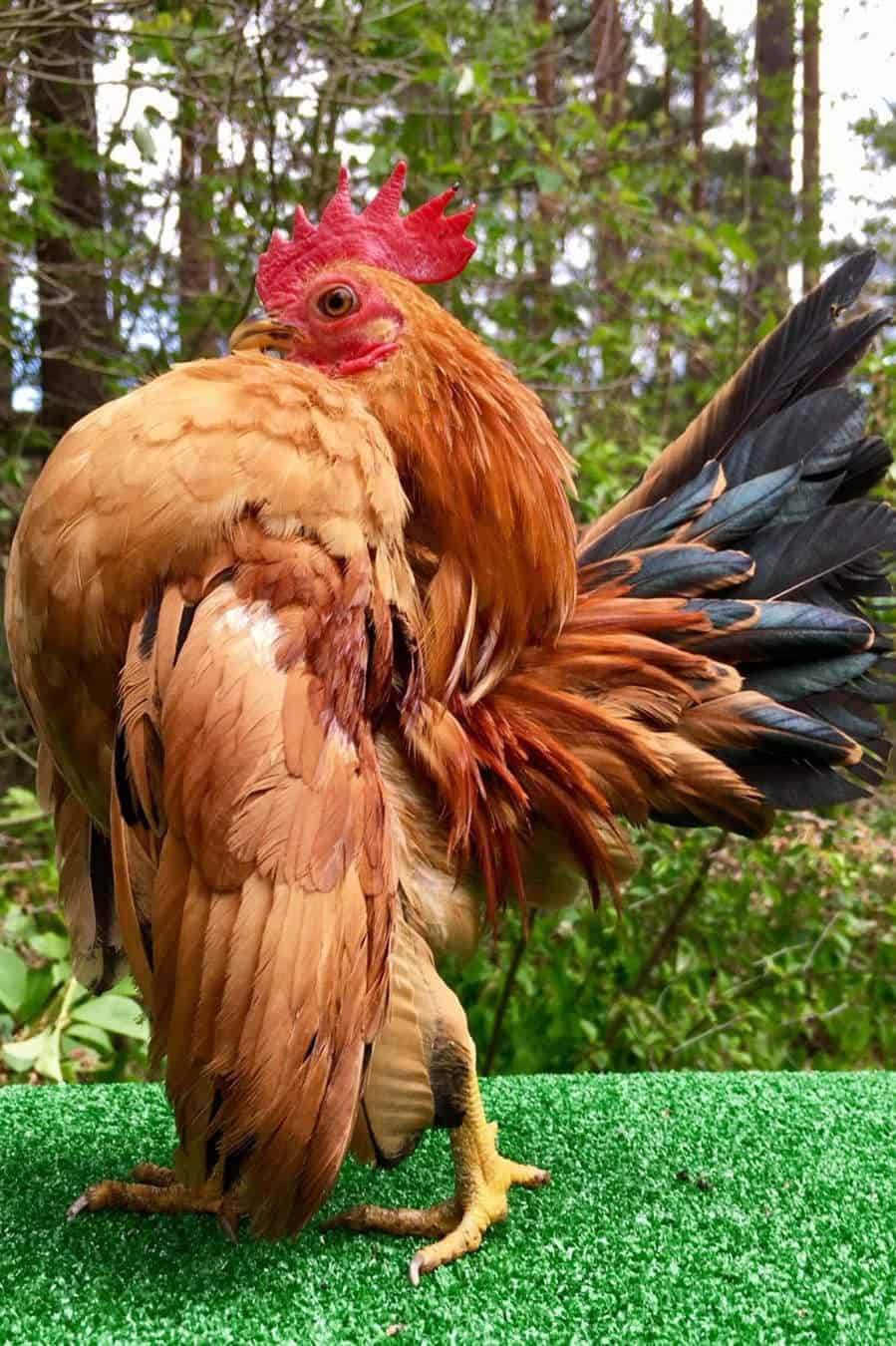 white serama chickens