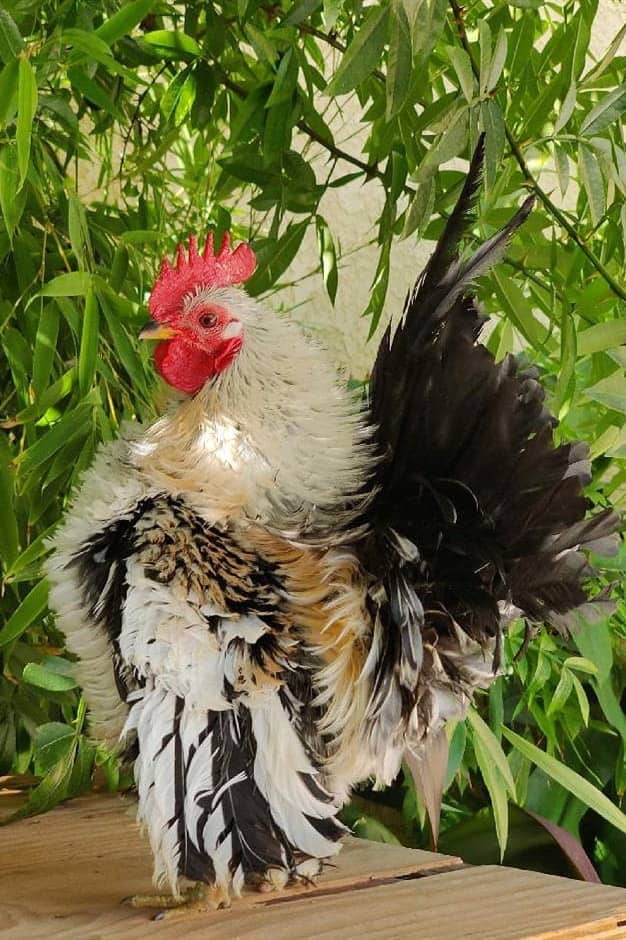 serama rooster