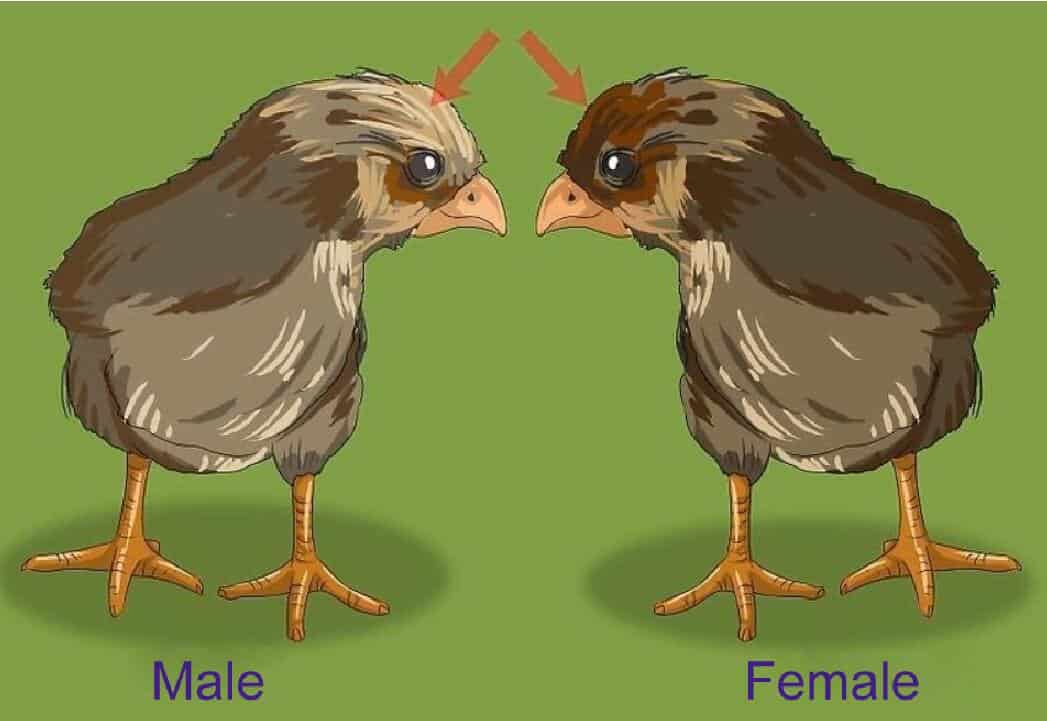 How To Sex Chickens 6 Ways To Determine Hen Or Rooster 