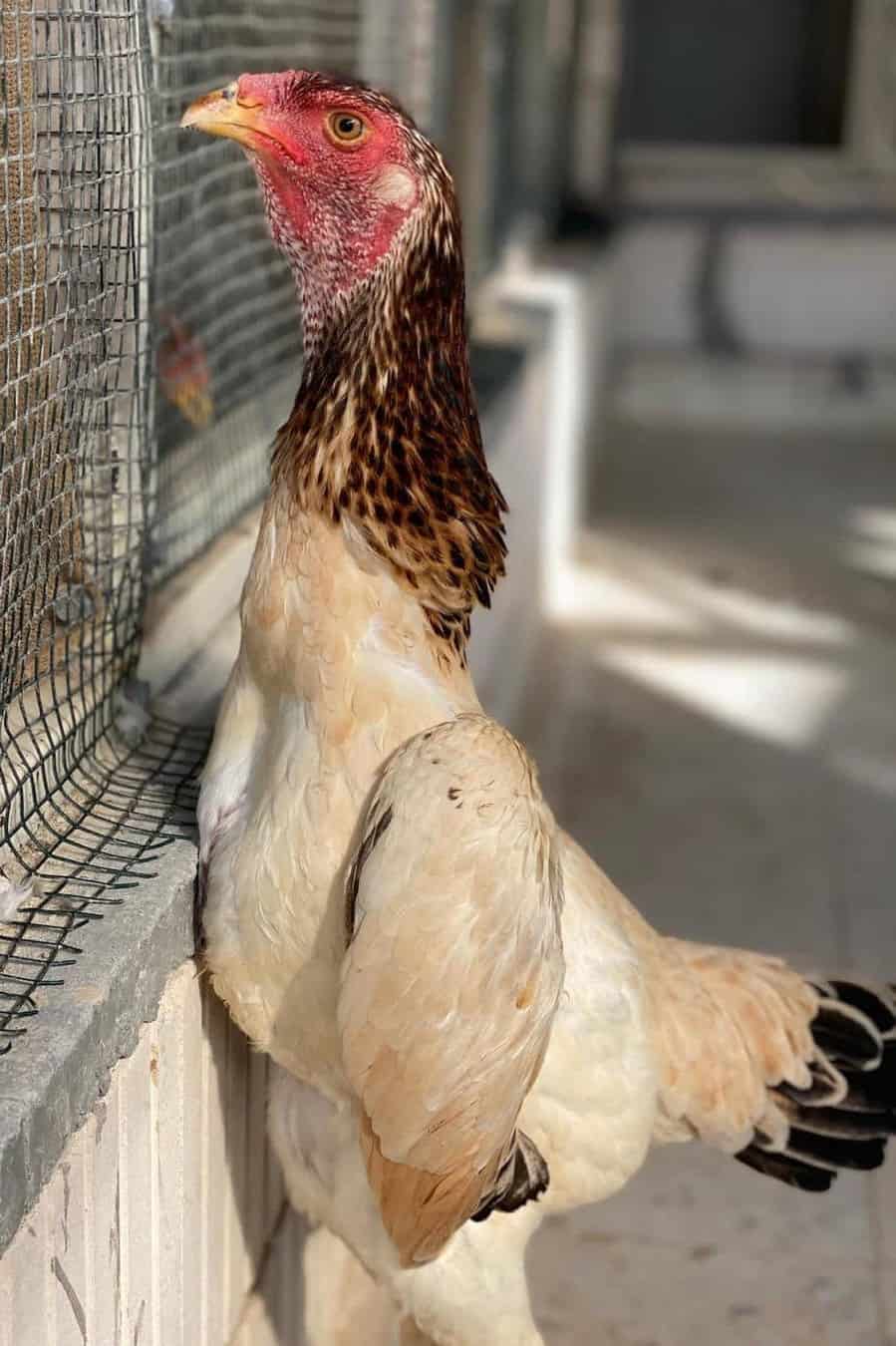 shamo chicken breeders