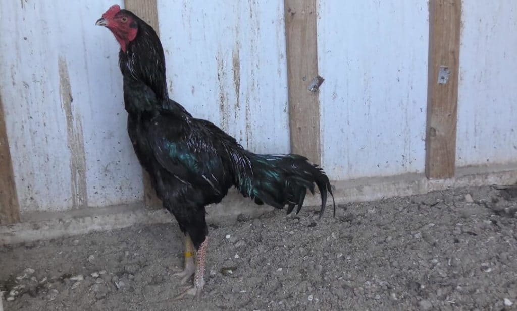 shamo rooster